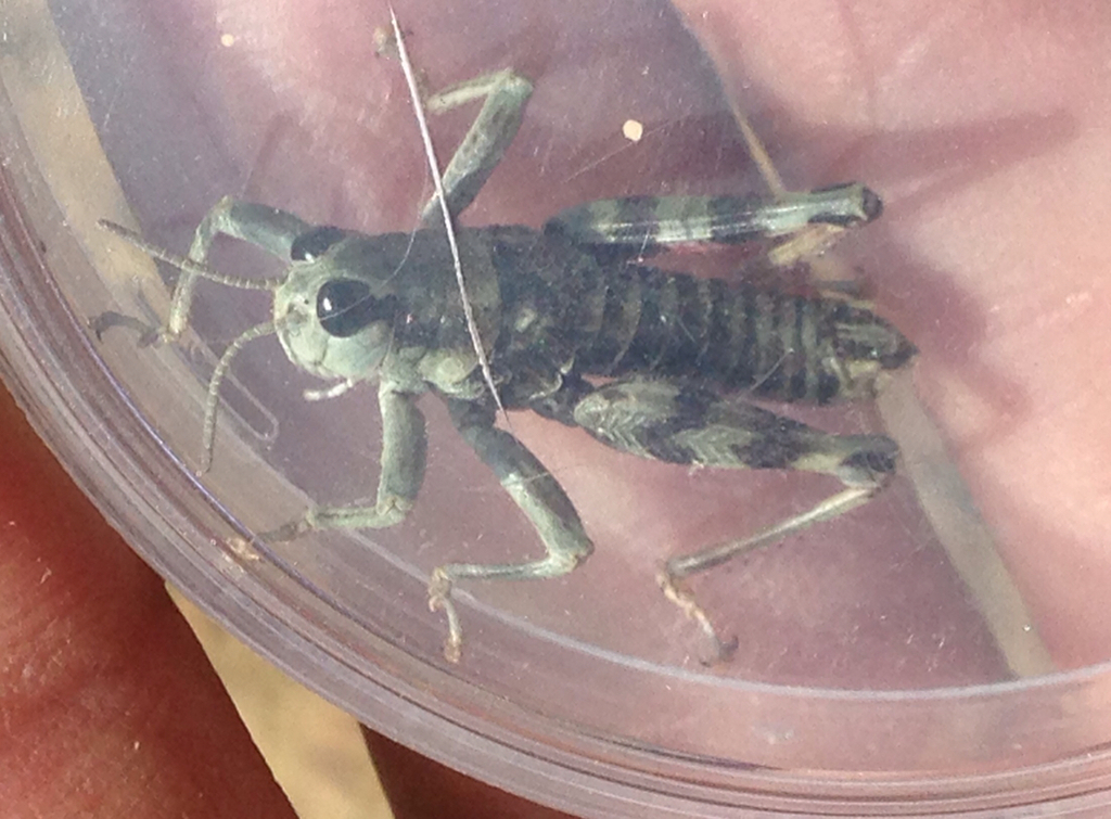 Hebardacris