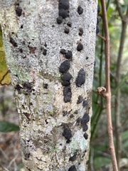 Hypoxylaceae