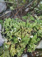 Cladonia foliacea