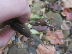 Cambarus striatus