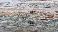 Dicranolaius bellulus