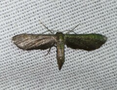 Protoproutia laredoata