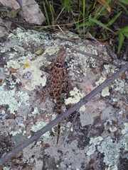 Sceloporus