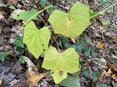 Menispermum canadense