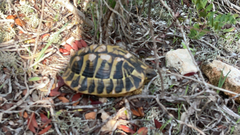 Testudo hermanni hermanni