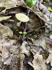 Clitocybe fragrans