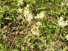 Clematis montevidensis