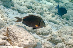 Acanthurus tractus