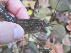 Cambarus striatus