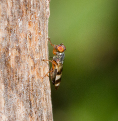 Chaetopsis fulvifrons