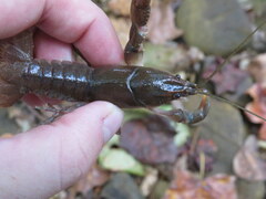 Cambarus striatus