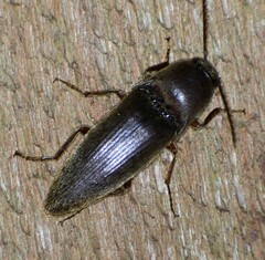 Diplostethus