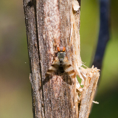 Chaetopsis fulvifrons