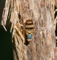 Chaetopsis fulvifrons