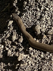 Regina septemvittata