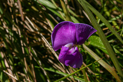 Vigna vexillata var. angustifolia image