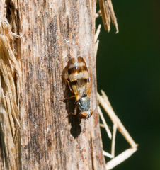 Chaetopsis fulvifrons