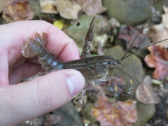 Cambarus striatus
