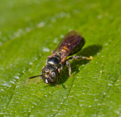 Ceratina strenua