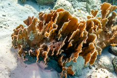 Millepora complanata