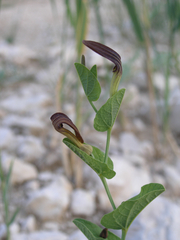 Aristolochia rotunda