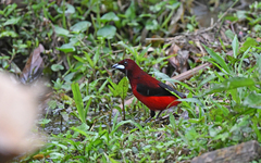 Ramphocelus dimidiatus