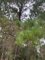Pinus serotina