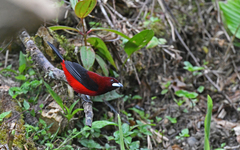 Ramphocelus dimidiatus