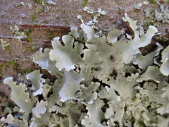 Parmotrema clavuliferum