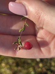 Vaccinium oxycoccos