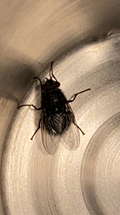 Calliphora vicina