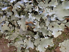 Parmotrema clavuliferum