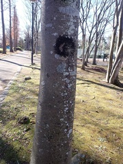 Parmotrema clavuliferum