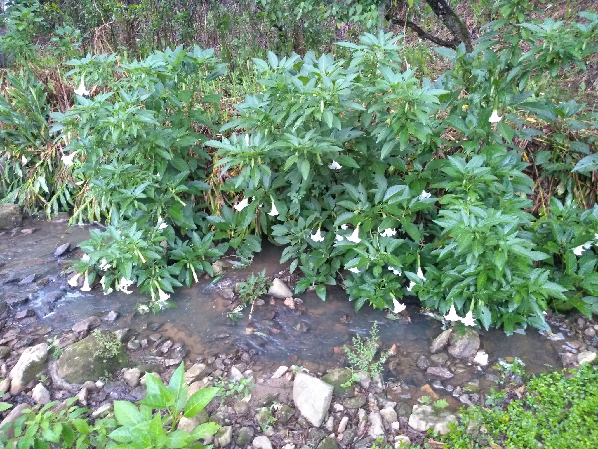 Brugmansia suaveolens