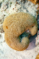 Pseudodiploria strigosa