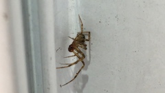 Theridiidae