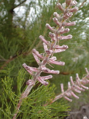 Paranomus bracteolaris