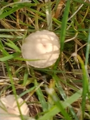 Panaeolus foenisecii