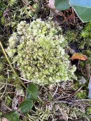 Leucobryum glaucum