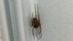 Theridiidae