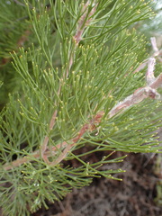 Paranomus bracteolaris