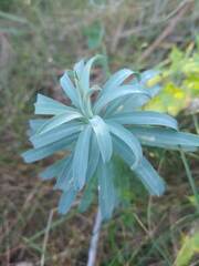 Euphorbia nicaeensis