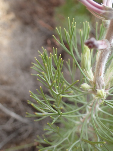 Image of Paranomus bracteolaris by no rights reserved