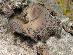 Umbilicaria muhlenbergii