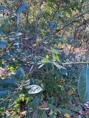 Forestiera ligustrina