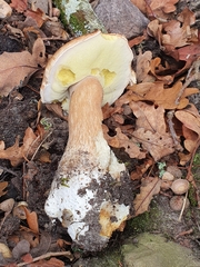 Boletus reticulatus