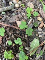 Oxalis