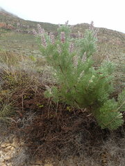 Paranomus bracteolaris