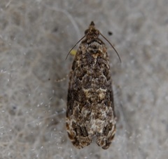 Endothenia hebesana