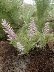 Paranomus bracteolaris